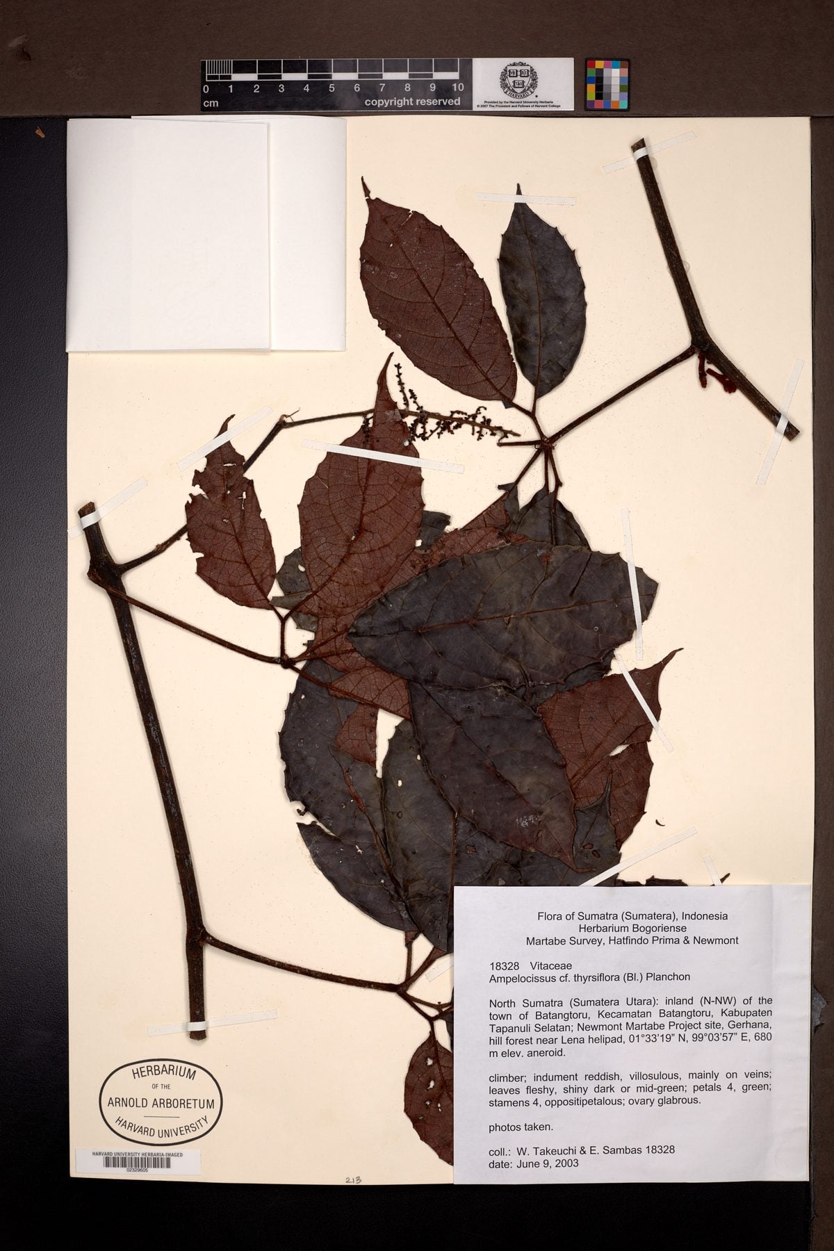 Ampelocissus thyrsiflora — photo