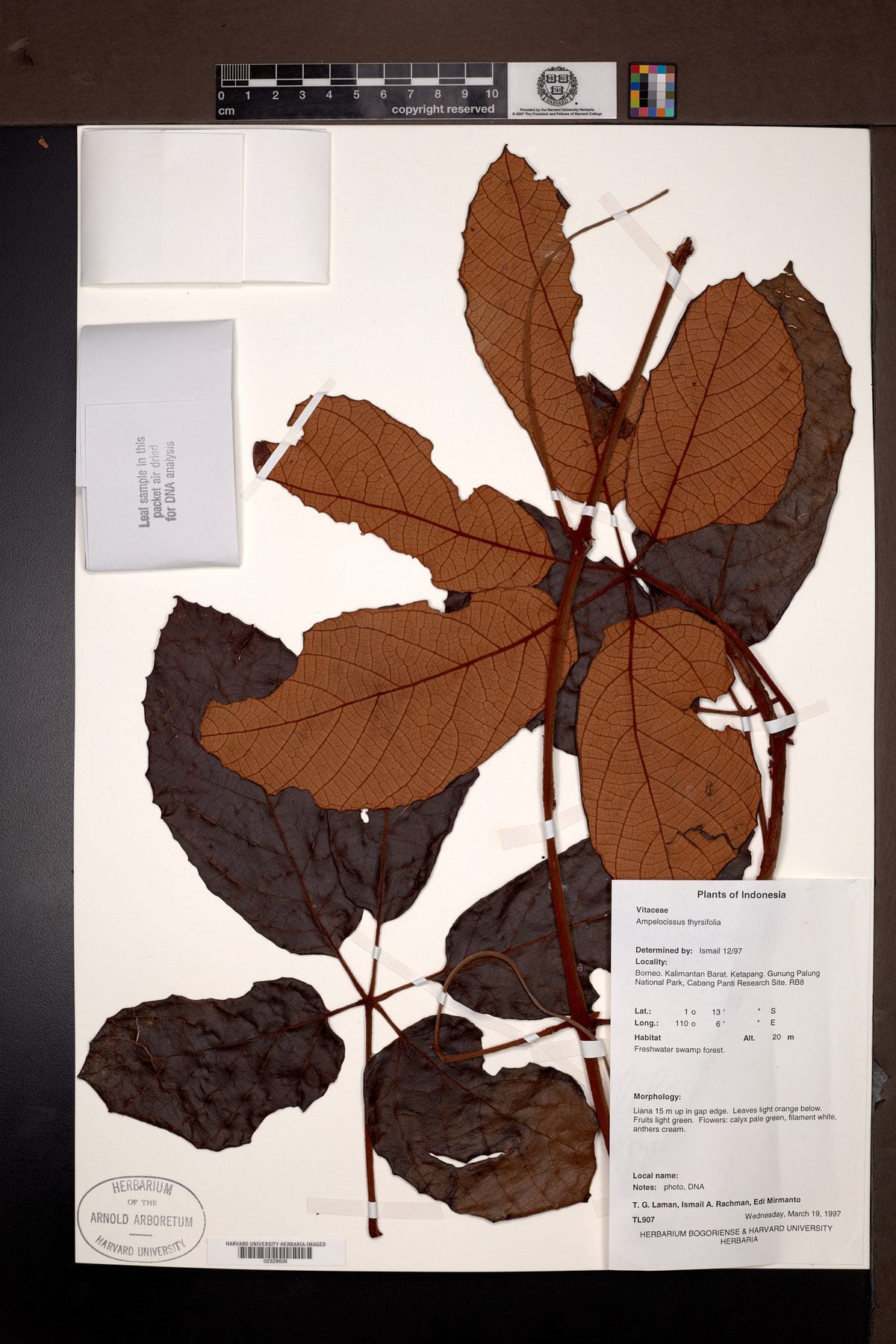 Ampelocissus thyrsiflora — photo