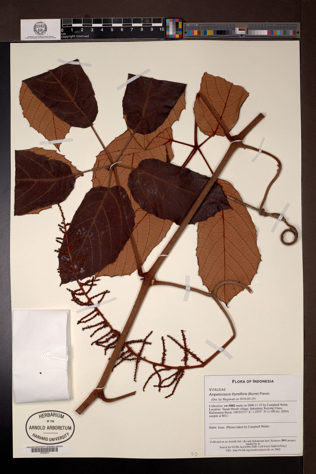 Ampelocissus thyrsiflora
