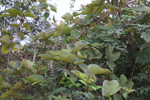 Ampelocissus tomentosa