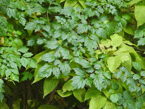 Ampelopsis arborea (Pepper vine) — photo