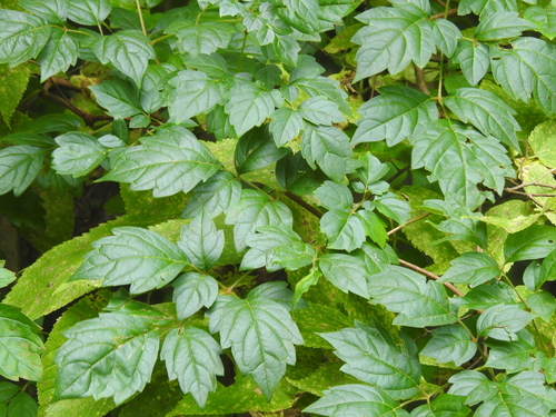 Ampelopsis arborea (Pepper vine) — photo