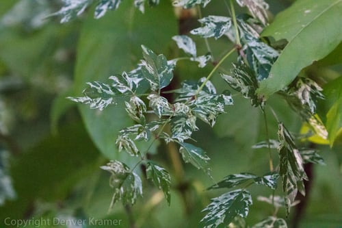 Ampelopsis arborea