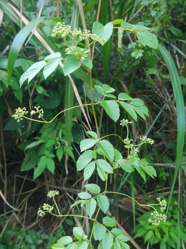 Ampelopsis cantoniensis — photo