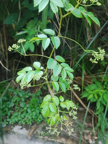 Ampelopsis cantoniensis