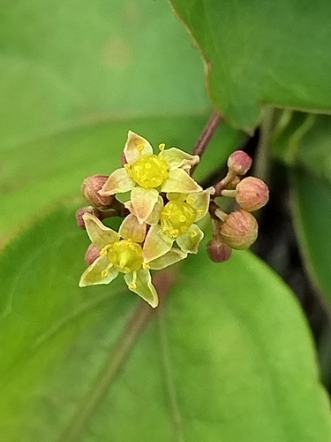 Ampelopsis denudata — photo