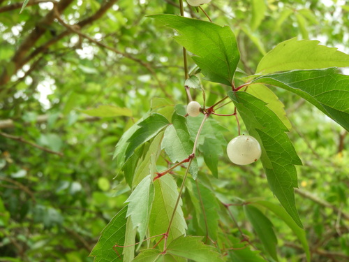 Ampelopsis denudata — photo