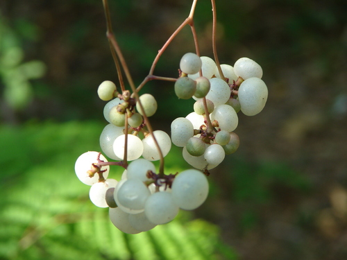 Ampelopsis denudata