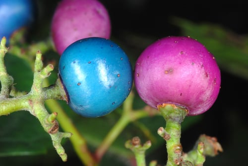 Ampelopsis glandulosa (Porcelainberry) — photo