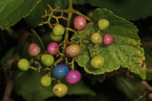Ampelopsis glandulosa var. brevipedunculata