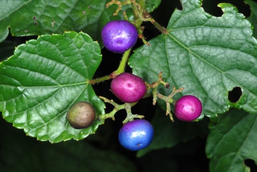 Ampelopsis glandulosa var. heterophylla (Amur pepper-vine) — photo