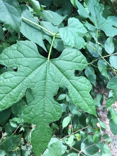 Ampelopsis glandulosa var. heterophylla (Amur pepper-vine) — photo