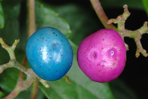 Ampelopsis glandulosa
