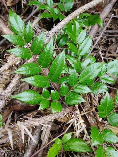 Ampelopsis grossedentata (Ngau Kin So T'ang) — photo