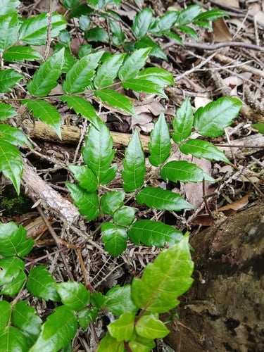 Ampelopsis grossedentata (Ngau Kin So T'ang) — photo