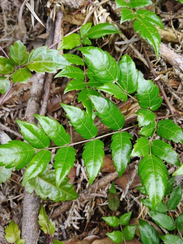 Ampelopsis grossedentata