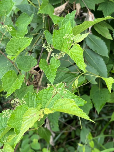 Ampelopsis heterophylla (Ampelopsis) — photo