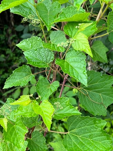 Ampelopsis heterophylla (Ampelopsis) — photo
