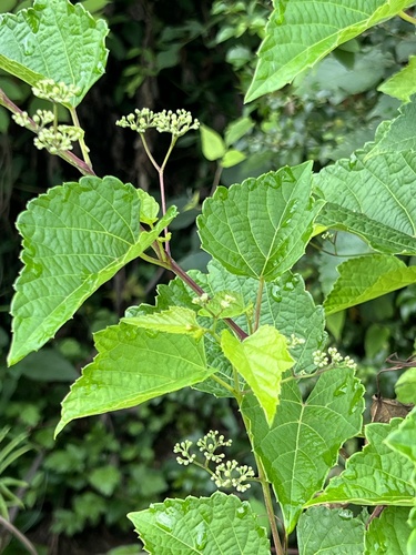 Ampelopsis heterophylla
