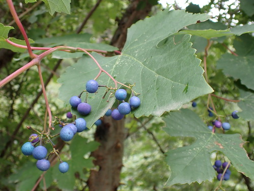 Ampelopsis humulifolia (Niu pu tao) — photo