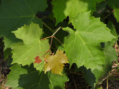 Ampelopsis humulifolia (Niu pu tao) — photo