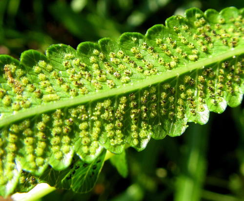 Ampelopteris prolifera (Dheki Shak) — photo