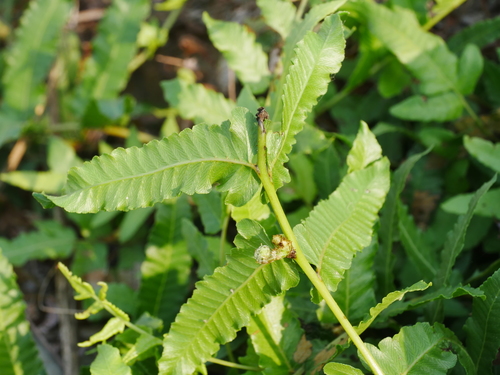 Ampelopteris prolifera