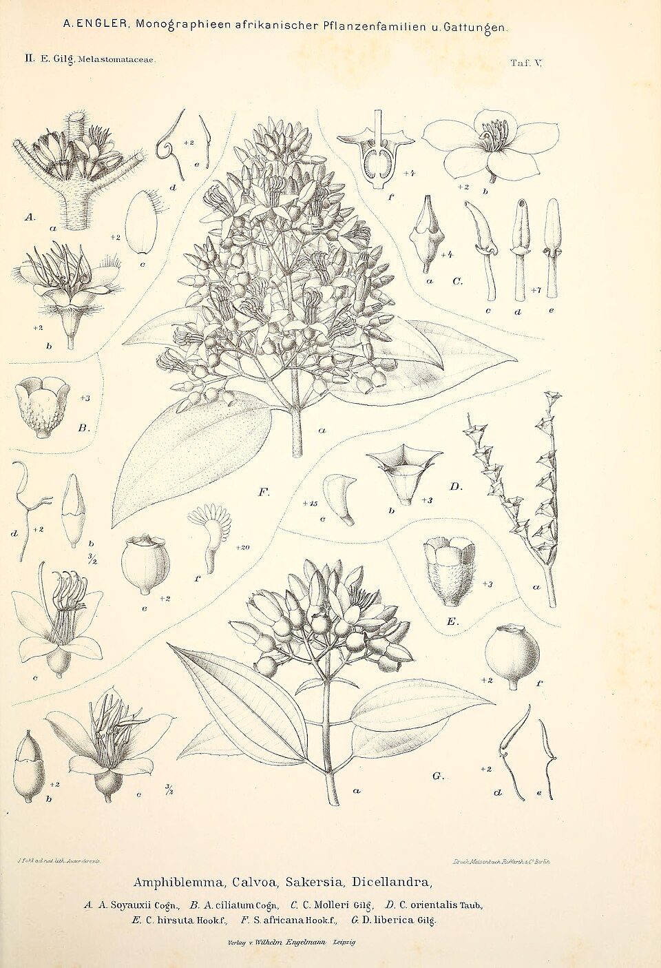 Amphiblemma ciliatum