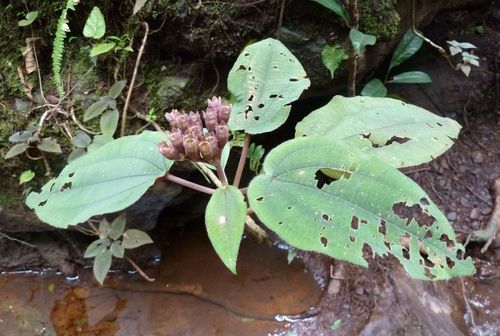 Amphiblemma cymosum — photo