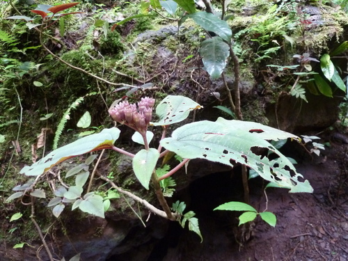 Amphiblemma cymosum