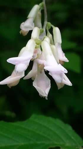 Amphicarpaea bracteata (Hog Peanut) — photo