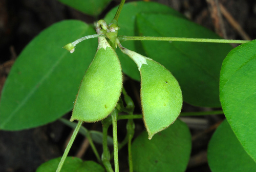 Amphicarpaea bracteata (Hog Peanut) — photo