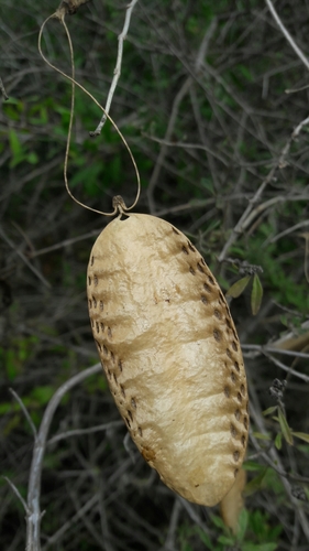Amphilophium carolinae — photo