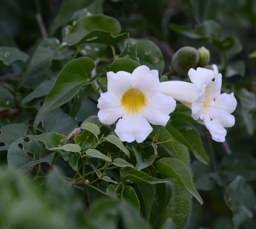 Amphilophium carolinae