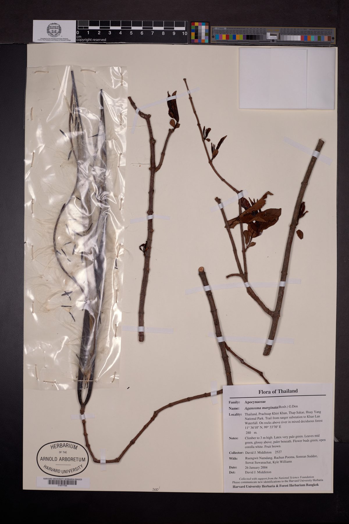Amphineurion marginatum (Common aganosma) — photo