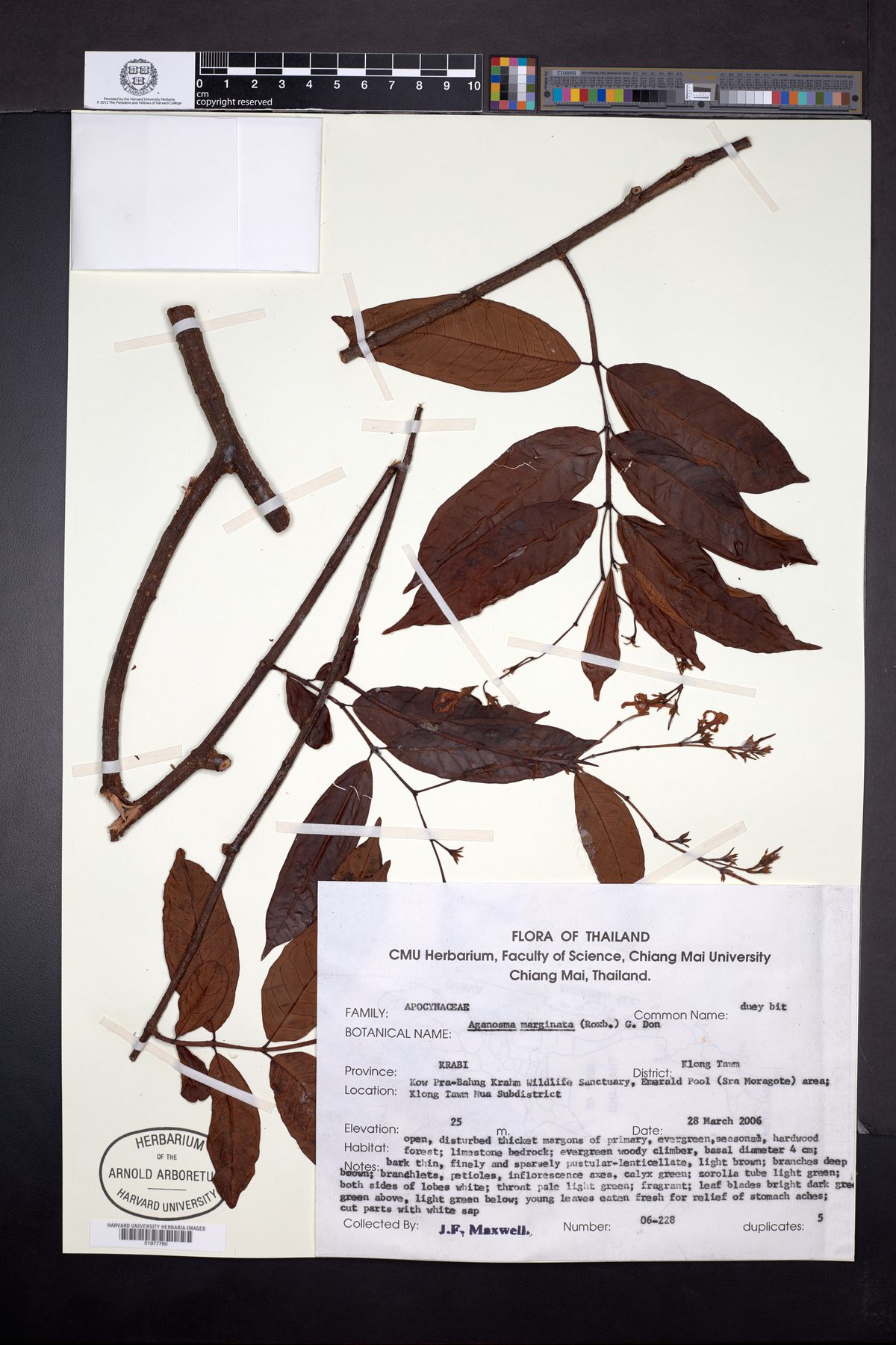 Amphineurion marginatum (Common aganosma) — photo