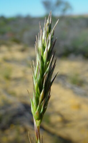 Amphipogon caricinus (Grey beard grass) — photo