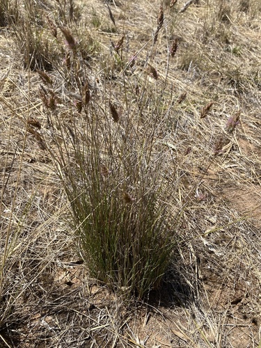 Amphipogon caricinus (Grey beard grass) — photo