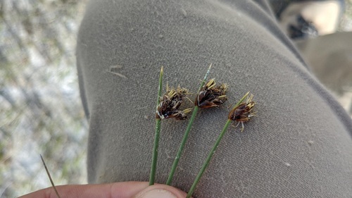 Amphiscirpus nevadensis (Nevada bulrush) — photo