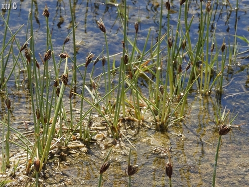 Amphiscirpus nevadensis