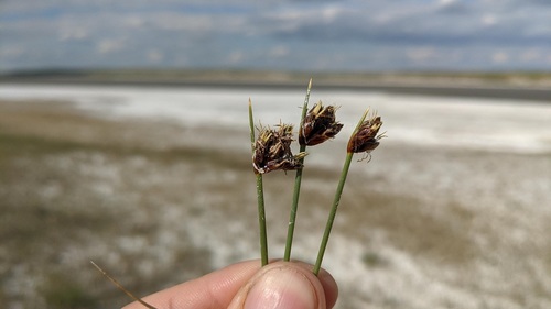 Amphiscirpus nevadensis (Nevada bulrush) — photo