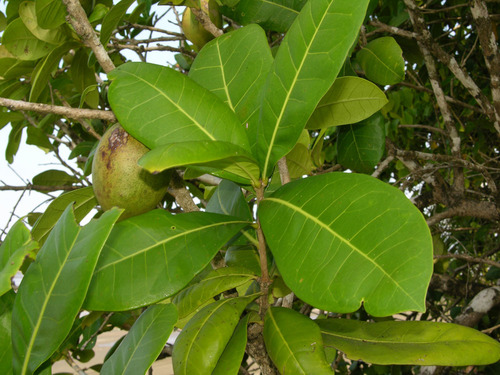 Amphitecna latifolia (Savannah black calabash) — photo