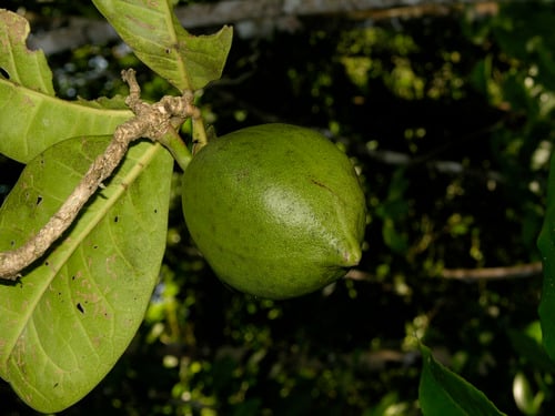 Amphitecna latifolia