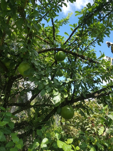 Amphitecna sessilifolia (Sessileleaf black calabash) — photo