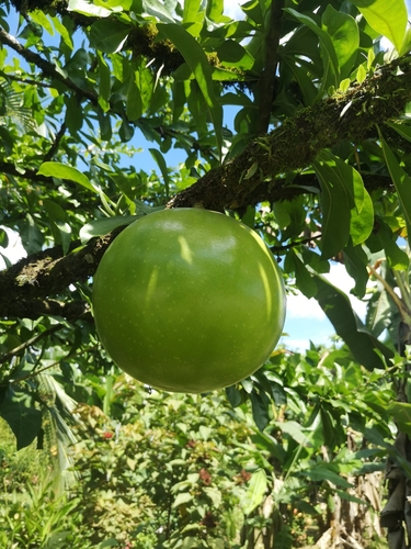 Amphitecna sessilifolia (Sessileleaf black calabash) — photo
