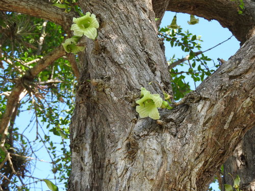 Amphitecna sessilifolia