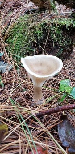 Ampulloclitocybe clavipes — photo