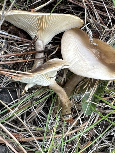 Ampulloclitocybe clavipes — photo