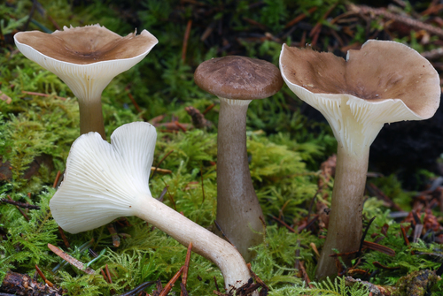 Ampulloclitocybe clavipes