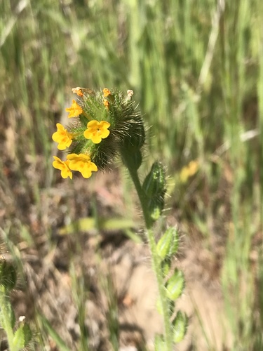 Amsinckia lycopsoides (Yellow Burrweed) — photo